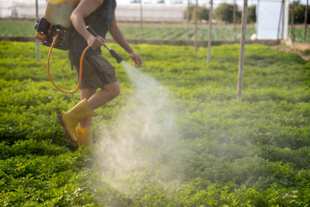 Best Pest Removal Services  in Argo, AL